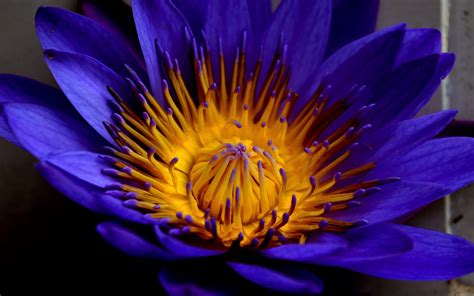 betlotus|Blue lotus .